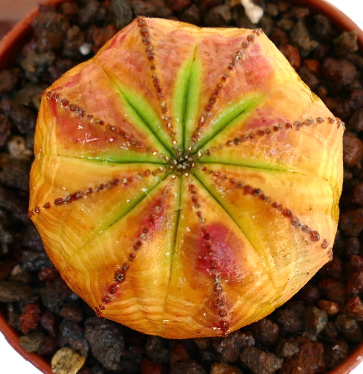 Close-up Euphorbia obesa from above, highlighting its symmetrical ribs, yellow-orange coloring, green accents, and red spots in a pot with dark gravel.