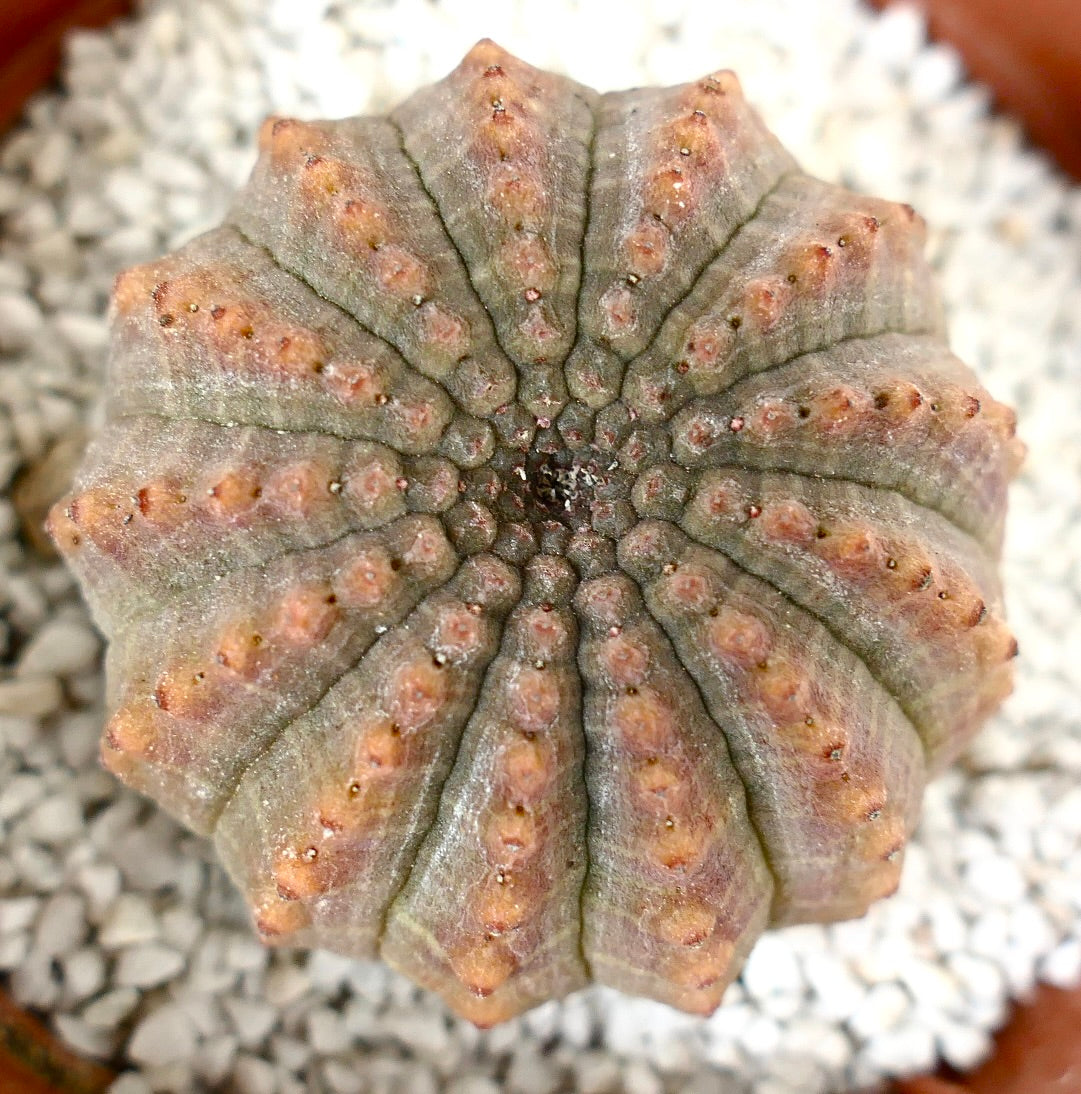 Euphorbia obesa MULTICOSTATUS form