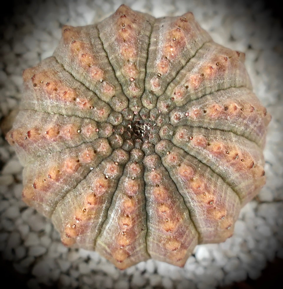 Euphorbia obesa MULTICOSTATUS form