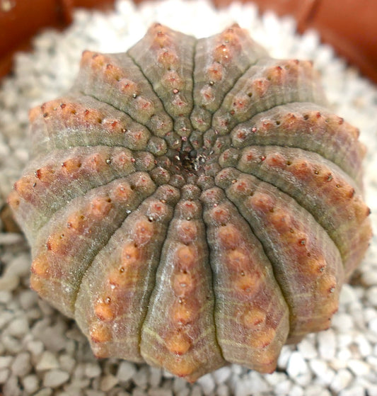 Euphorbia obesa MULTICOSTATUS form