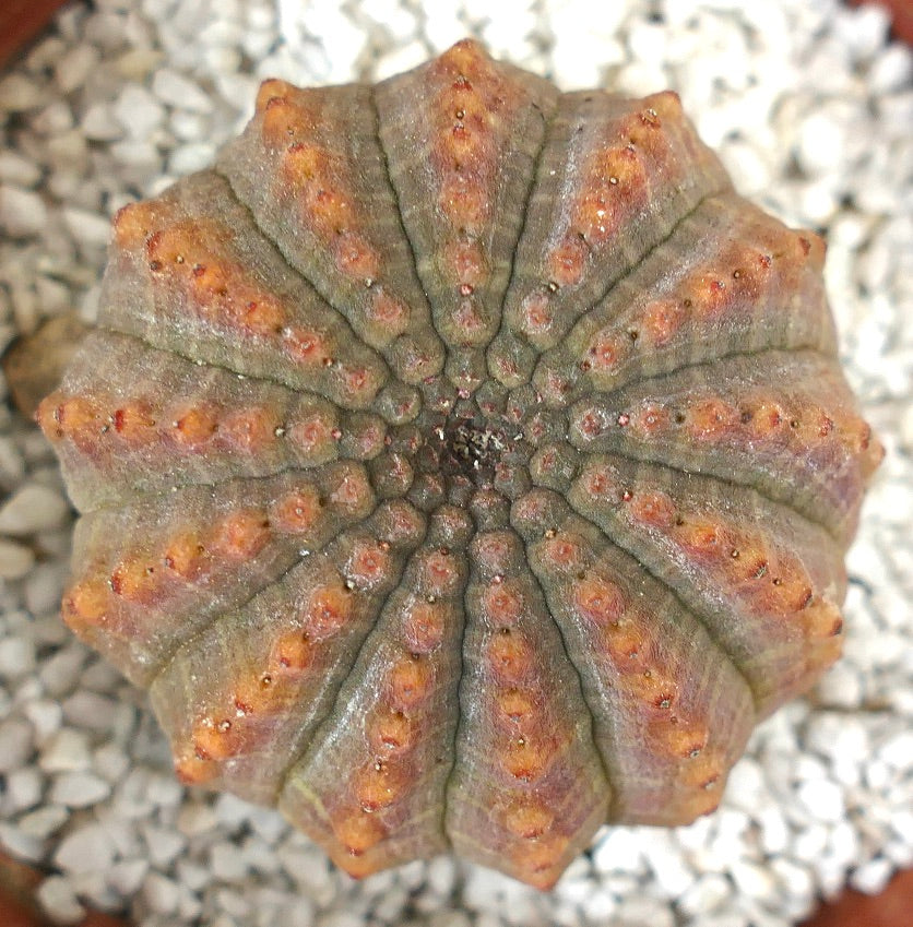 Euphorbia obesa MULTICOSTATUS form