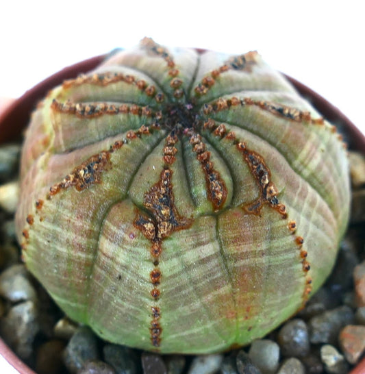 ユーフォルビア・オベサ・マルチリブ 多肋の多肉植物で、丸い球状の形をしており、緑色の胴体に複数の肋があり、頂部近くに隆起した茶色の線が見られ、砂利鉢で育てられています。