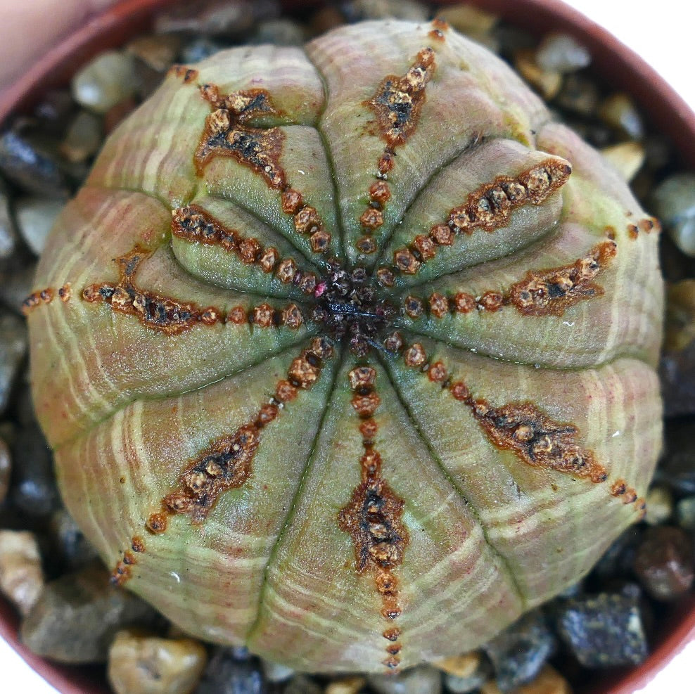 Top view of Euphorbia obesa multiribs cactus-like succulent, displaying symmetrical ribs with brown ridges and textured green surface, cultivated in rocky soil.