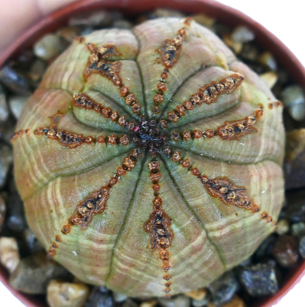 Close-up top view of Euphorbia obesa, spherical succulent with multiple ribs, green striped body, and distinct brown apex lines, planted in a pot with gravel substrate.