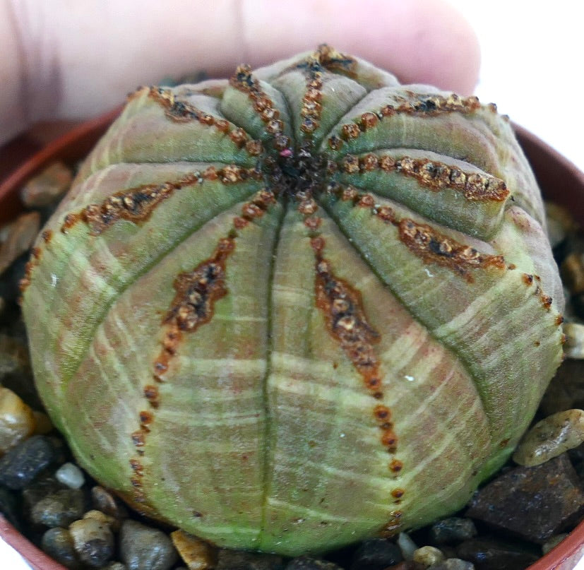 Side view of Euphorbia obesa multirib variety, showing its ribbed ball form with green striations and raised brown vertical lines, growing in rocky soil.