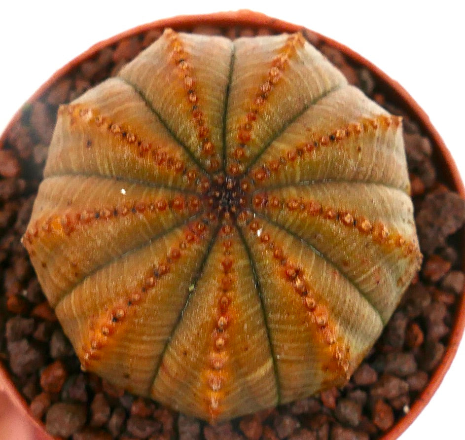 Euphorbia obesa sukkulent kaktus med ribbet oransje-brunt skall og små knoller