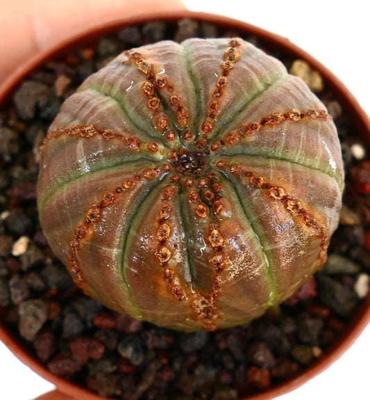 鉢に入ったユーフォルビア・オベサの上からの眺めで、丸みを帯びたリブ状の本体に茶色のひだと紫がかった緑色が見えます。