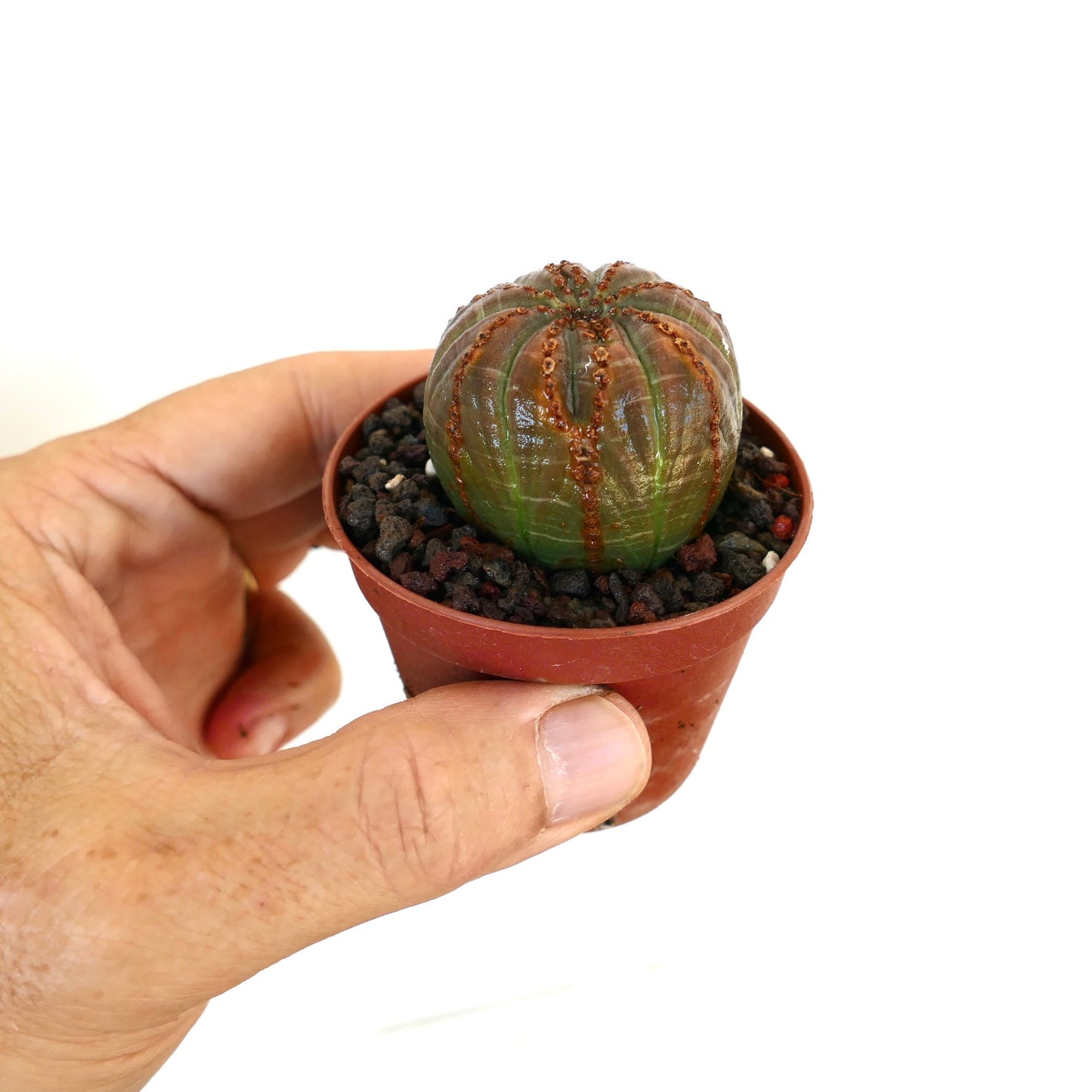 小さな茶色の鉢に入ったユーフォルビア・オベサを手で持ち、その球状の形と緑色と赤褐色の縦縞模様が特徴的です。