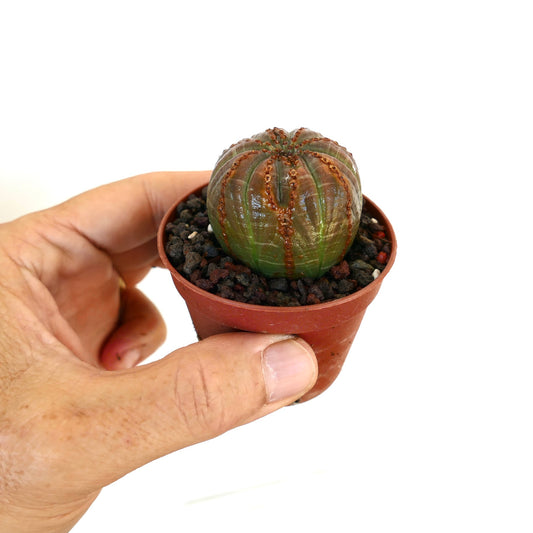 小さな茶色の鉢に入ったユーフォルビア・オベサを手で持ち、その球状の形と緑色と赤褐色の縦縞模様が特徴的です。