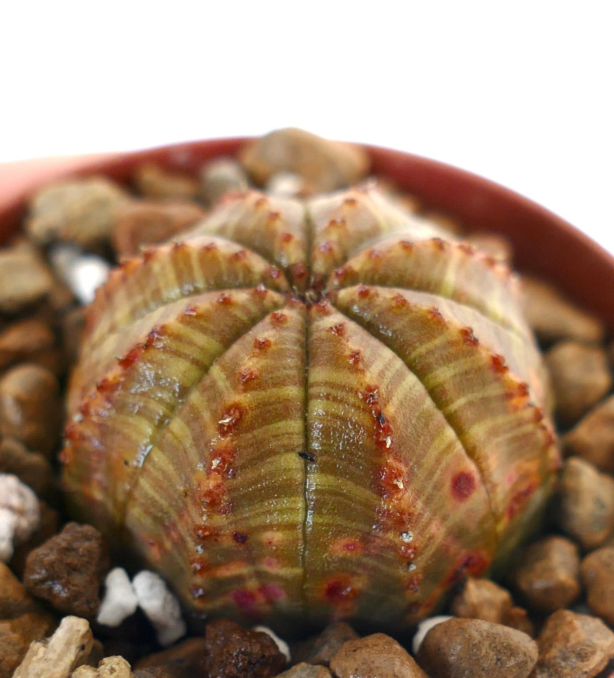 Succulente Euphorbia obesa avec un corps arrondi côtelé et de petites tubercules rougeâtres en pot