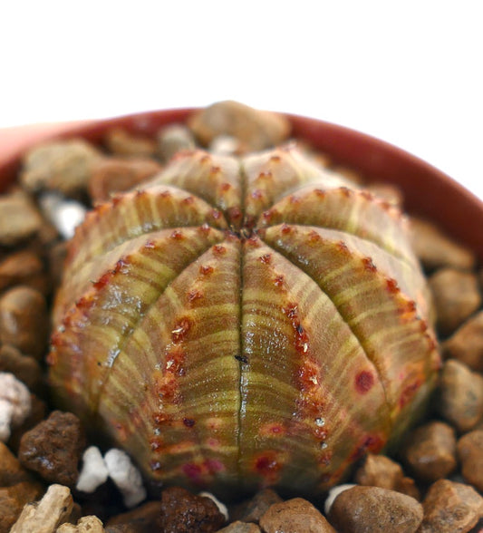 ユーフォルビア・オベサ 多肉植物 丸みを帯びた肋骨状の体と小さな赤みがかったこぶがついた鉢植え