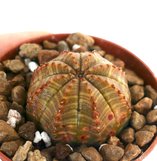 丸みを帯びた肋状の体に赤褐色の斑点があるユーフォルビア・オベサの多肉植物（鉢植え）