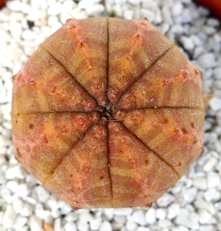 Euphorbia obesa rare succulent with orange-yellow striped rounded body and small tubercles