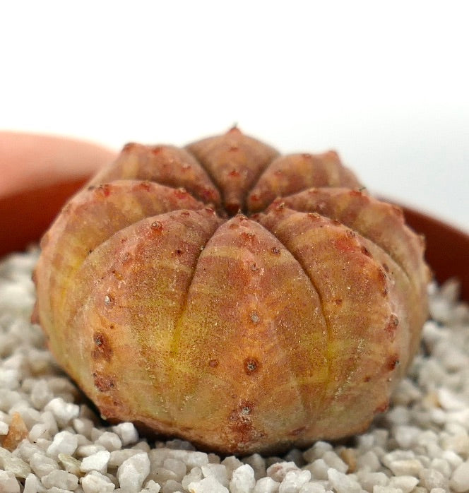 Euphorbia obesa succulent with rounded ribbed body and orange-yellow striped variegation