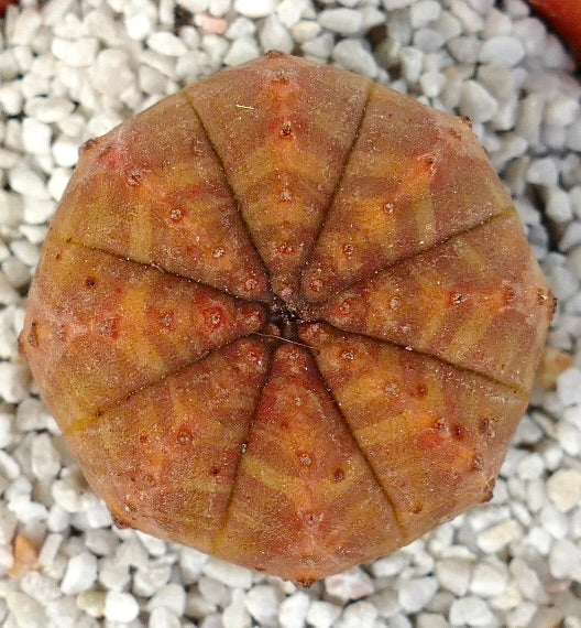 Euphorbia obesa succulent cactus with rounded ribbed body and orange-yellow striped pattern