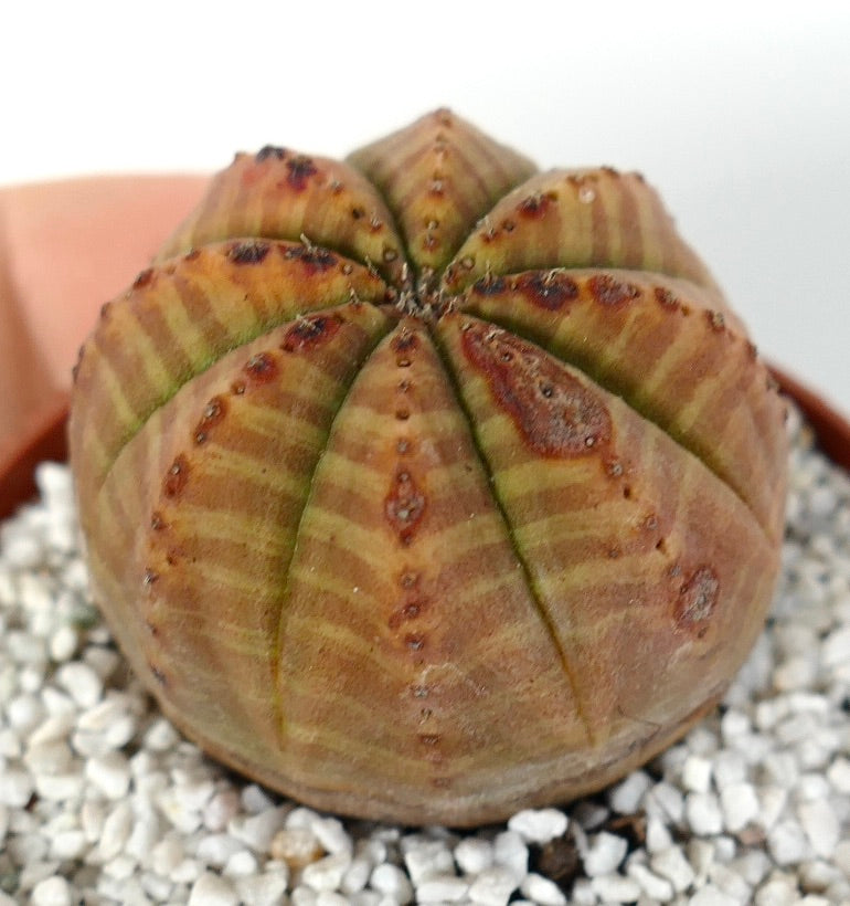 Euphorbia obesa succulent cactus with rounded ribs and orange-yellow striped pattern