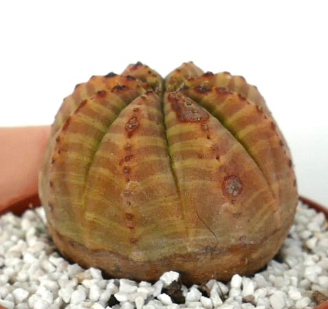 Euphorbia obesa rare succulent with ribbed, rounded form and subtle orange-yellow stripes