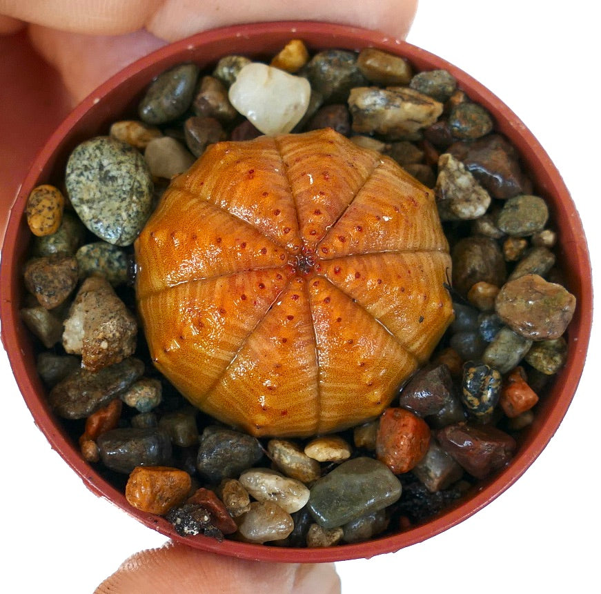 Succulent plant Euphorbia obesa top view, spherical with bright orange ribs and small red dots, potted with decorative pebbles.