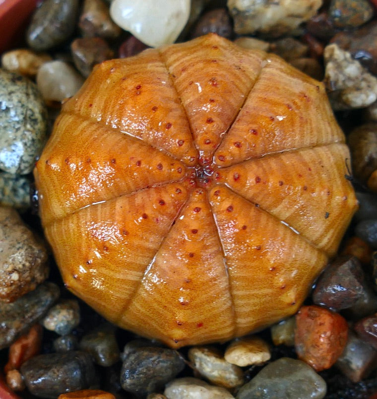 Succulent plant Euphorbia obesa close-up, round cactus-like form with orange ribbed body and red markings along the segments.