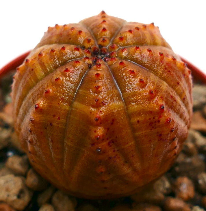 オレンジ色の丸みを帯びた本体と稜線上の小さな赤いこぶを持つ多肉植物、ユーフォルビア・オベサ