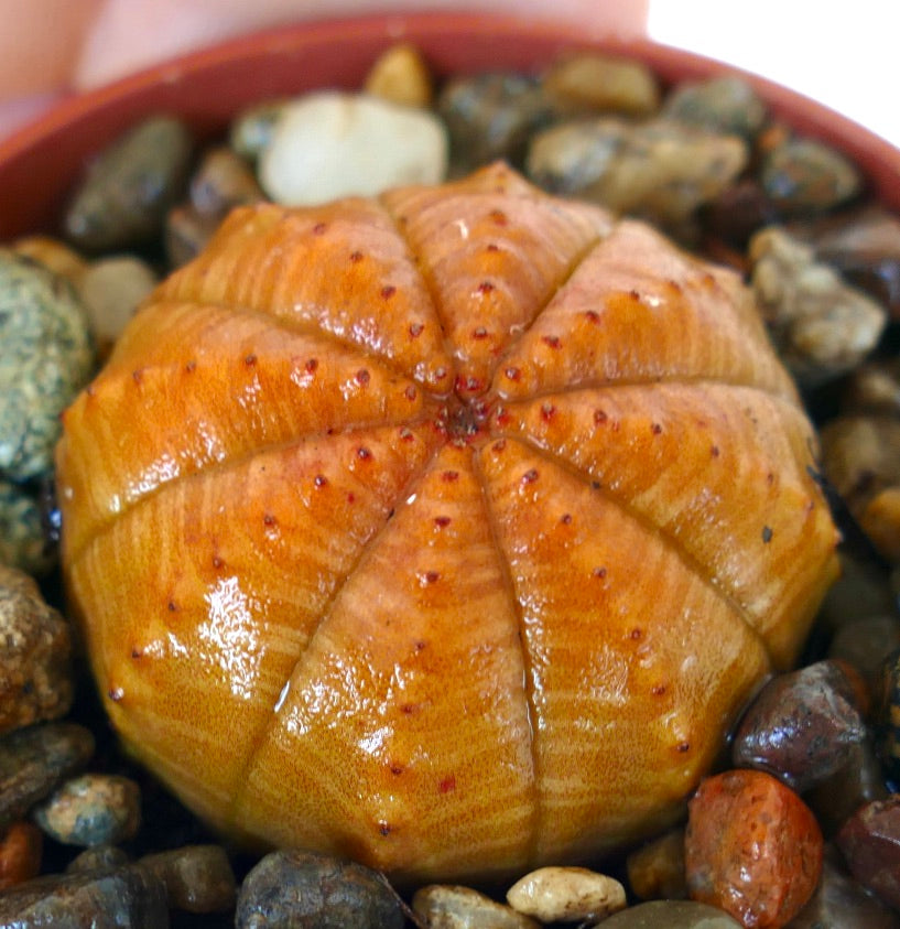 Overhead view of succulent plant Euphorbia obesa, showing its glossy orange spherical body with distinct ribs and red speckles.