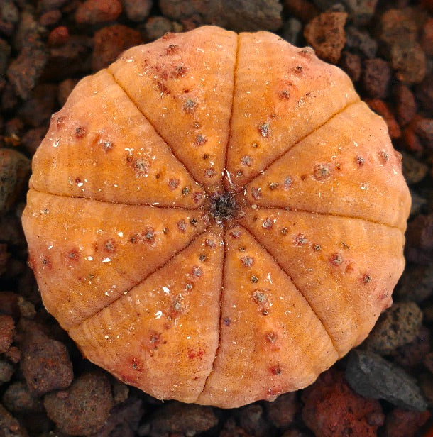 Euphorbia obesa rare succulent with rounded ribbed orange body and small brown spots