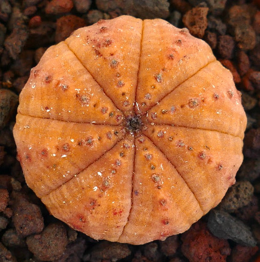 Euphorbia obesa rare succulent with rounded ribbed orange body and small brown spots