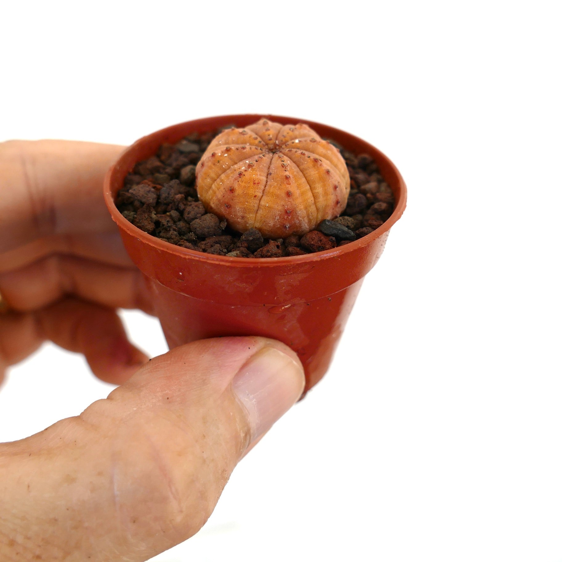 Euphorbia obesa small rare succulent with rounded ridges and orange hue in pot