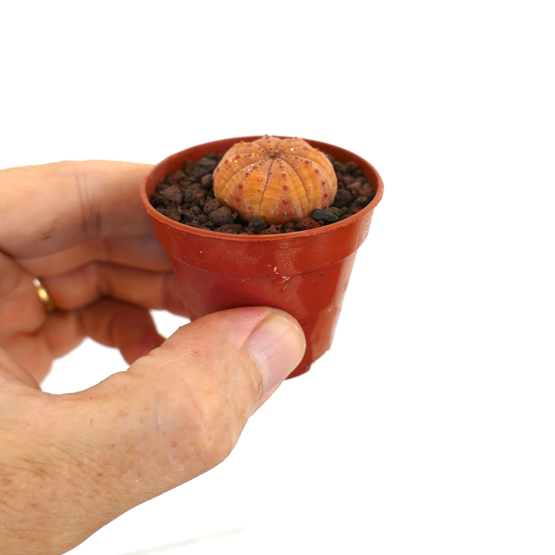 Euphorbia obesa small rare succulent with rounded ribbed orange body in pot