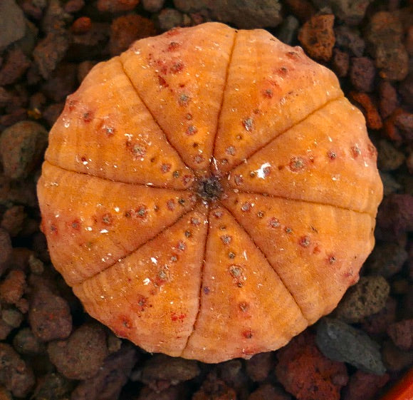 Euphorbia obesa rare orange succulent with rounded ribbed structure and small bumps
