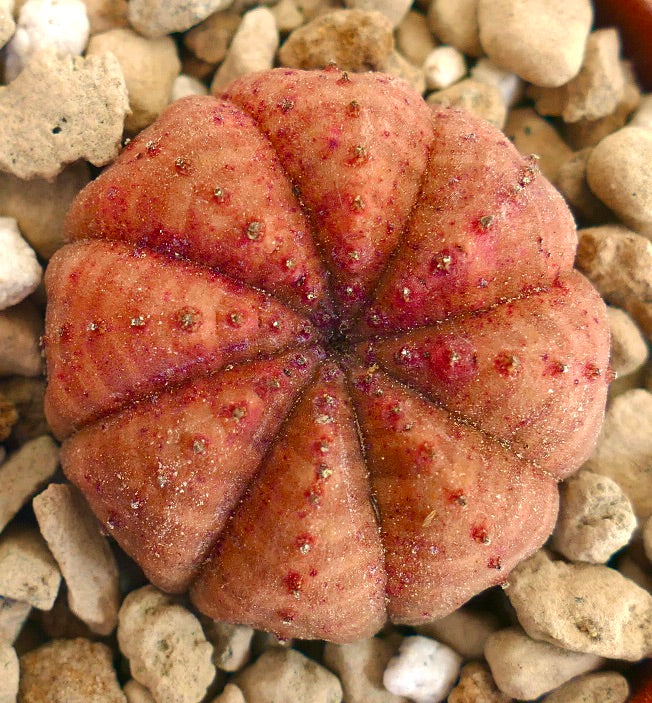 オレンジ色の丸い多肉植物、ユーフォルビア・オベサ。表面はテクスチャーがあり、小さな突起が特徴です。