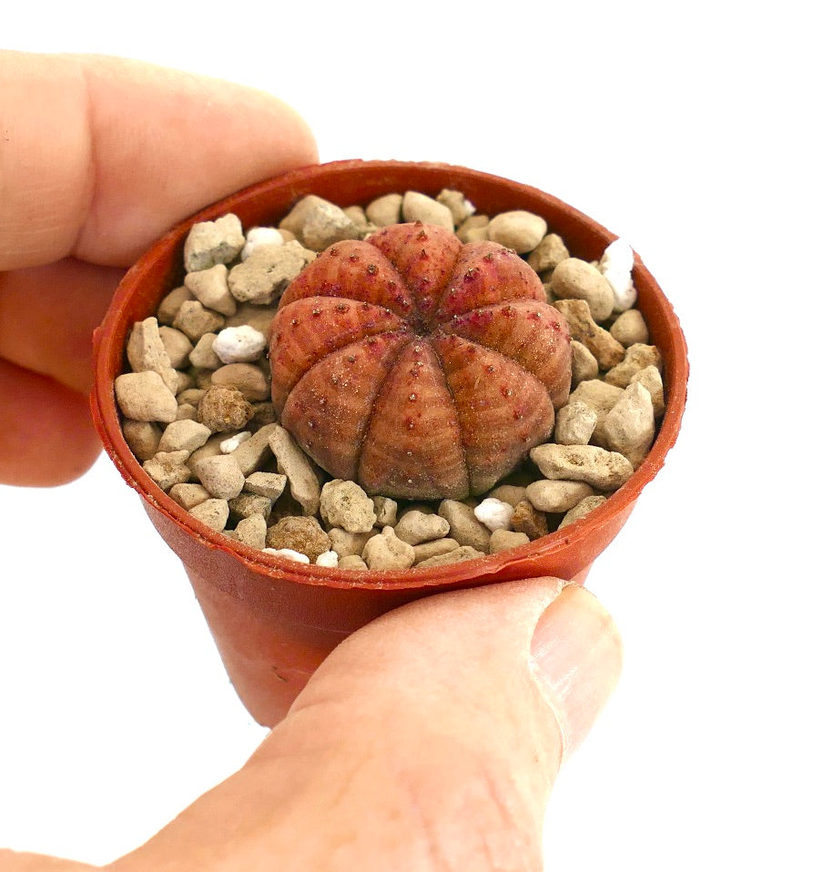 ユーフォルビア・オベサ 小さな丸い多肉植物、肋状のオレンジ赤色の質感がある表面、鉢植え