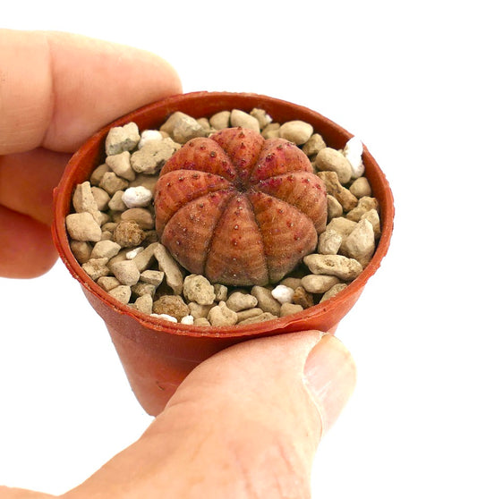 ユーフォルビア・オベサ 小さな丸い多肉植物、肋状のオレンジ赤色の質感がある表面、鉢植え