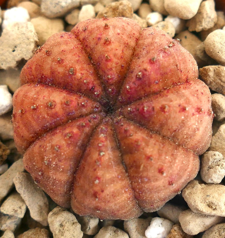 丸みを帯びたセグメント状のオレンジ色の体と小さな瘤が特徴のユーフォルビア・オベサ多肉植物、砂利の上にて