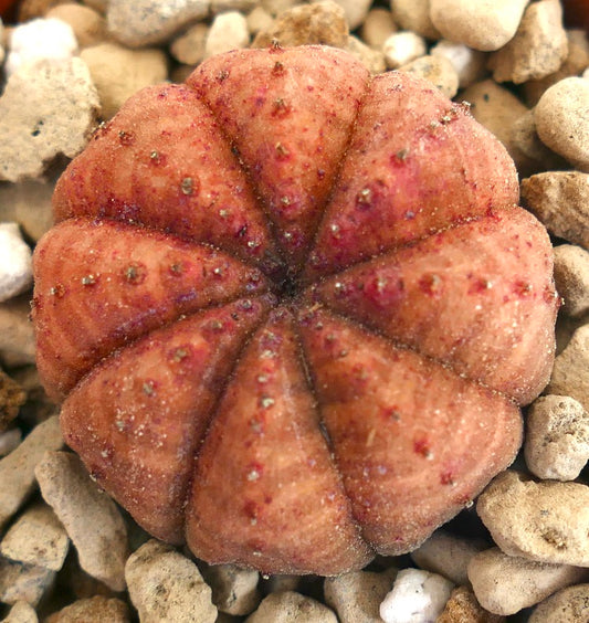 丸みを帯びたセグメント状のオレンジ色の体と小さな瘤が特徴のユーフォルビア・オベサ多肉植物、砂利の上にて