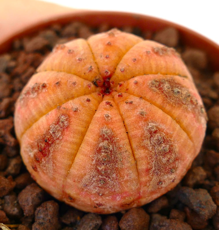 Euphorbia obesa rare orange succulent with rounded ribbed body and small areoles