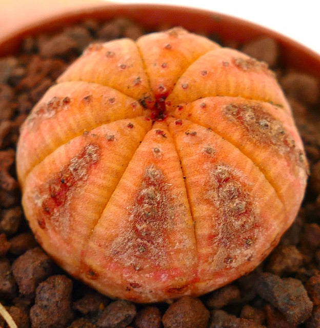 Euphorbia obesa succulent cactus with rounded ribbed orange body and small tubercles