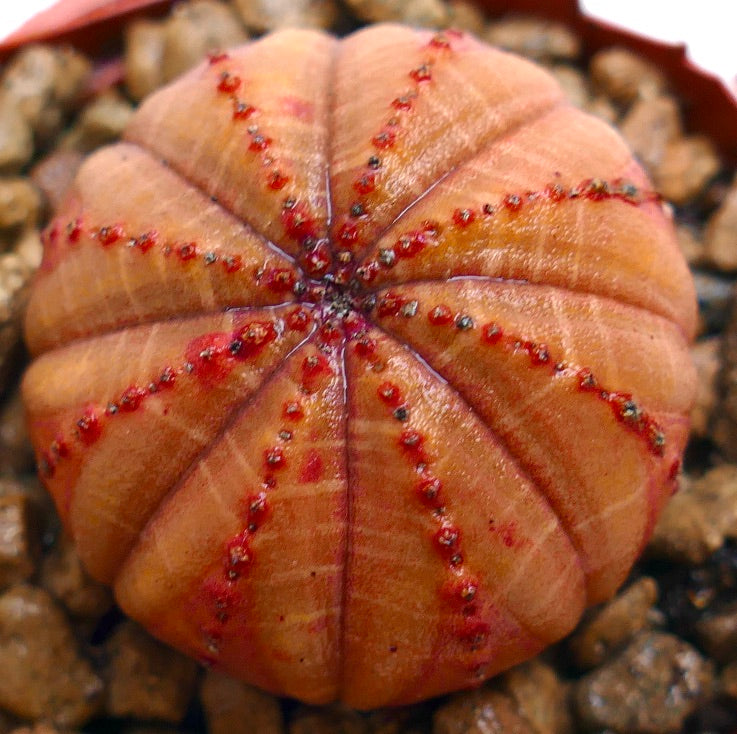 Euphorbia obesa succulenta a forma di palla con corpo arancione costolato e tubercoli rossi