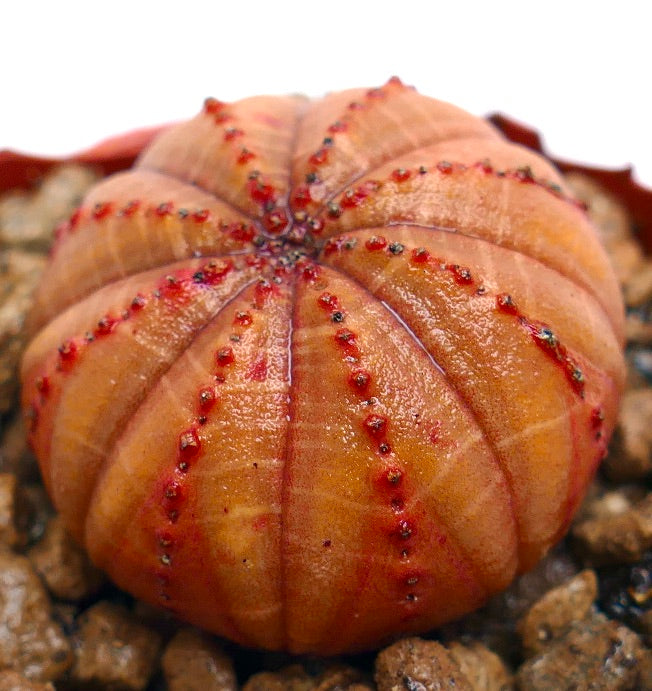 Succulenta Euphorbia obesa con corpo rotondo arancione costolato e piccoli tubercoli rossi che crescono nella ghiaia