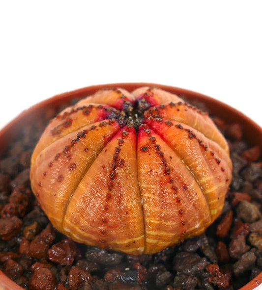Euphorbia obesa sukkulent med oransje ribbet kropp og små mørke flekker i potte