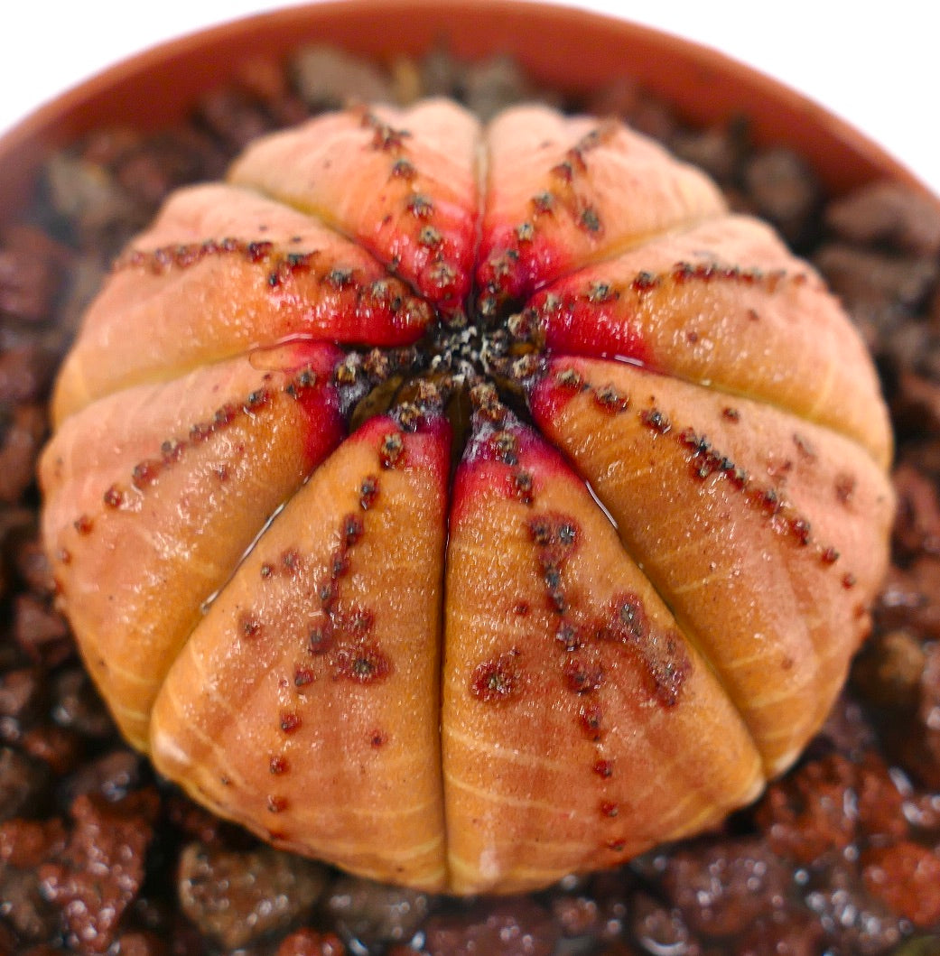 Euphorbia obesa vetplant met oranje geribbelde stam en kleine donkere areolen in potgrond