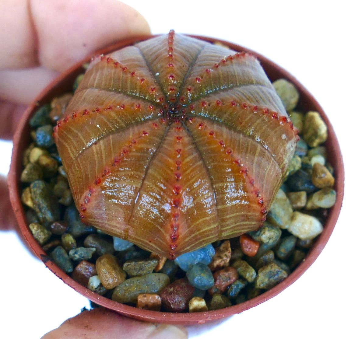 Euphorbia obesa SUCULENTA EN FORMA DE ESTRELLA MARRÓN NARANJA, vista superior que muestra su cuerpo estriado marrón-naranja con simetría en forma de estrella y tubérculos rojos punteados.