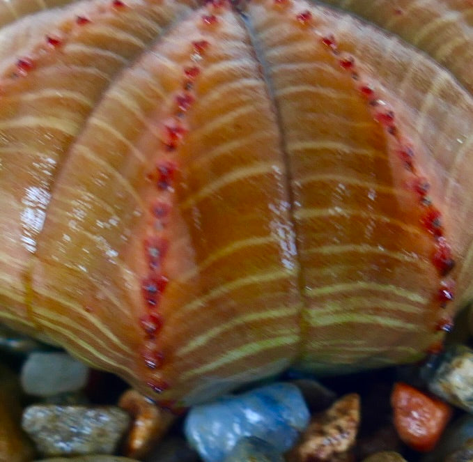 Euphorbia obesa CACTUS ESTRELLA ANARANJADO MARRÓN, primer plano de su patrón de costillas que resalta las franjas marrones, superficie brillante y tubérculos rojos alineados.