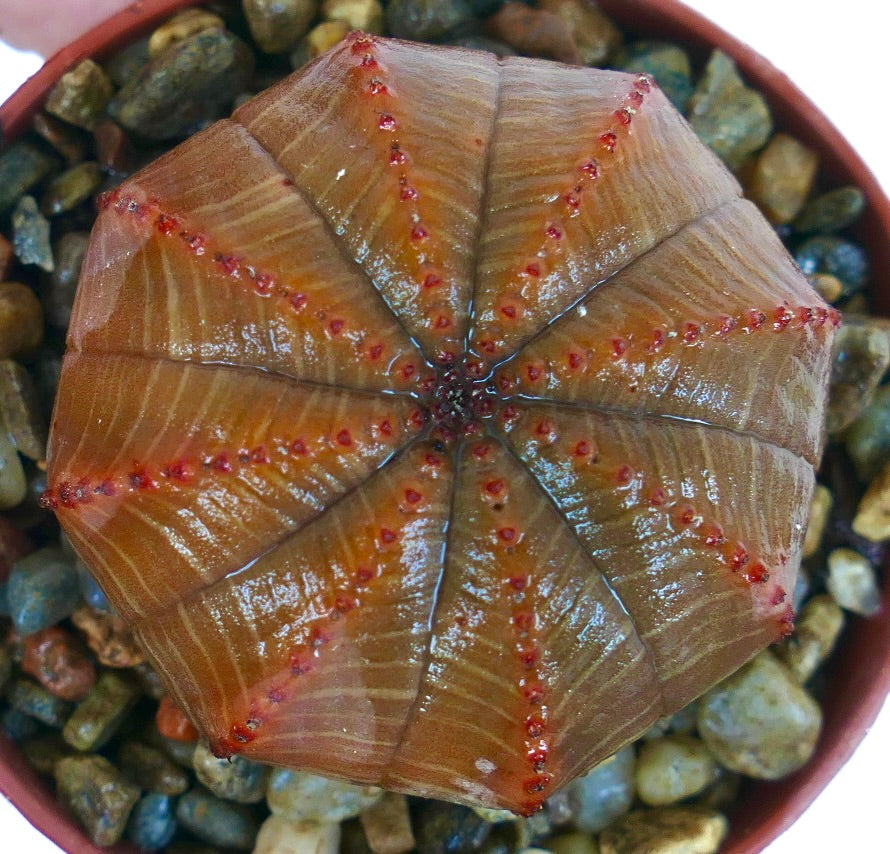 Rara Euphorbia obesa híbrida FORMA DE ESTRELLA NARANJA MARRÓN, vista aérea que enfatiza su disposición geométrica de costillas en forma de estrella, tonos naranja-marrones y puntos rojos contrastantes.