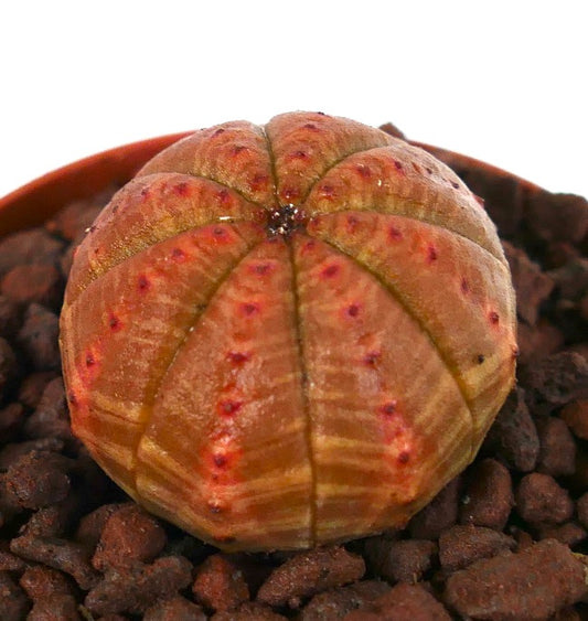 丸みを帯びた肋骨状のボディとオレンジブラウンの斑点模様が特徴のユーフォルビア・オベサ多肉植物