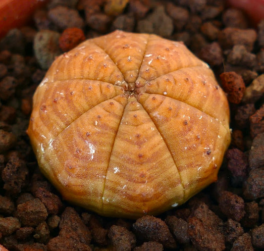 Euphorbia obesa rare orange succulent with rounded ribbed body and small tubercles