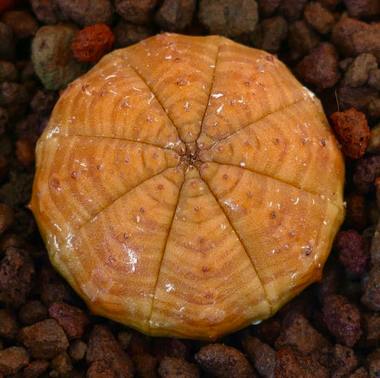 Euphorbia obesa rare succulent with orange rounded ribbed body and textured surface