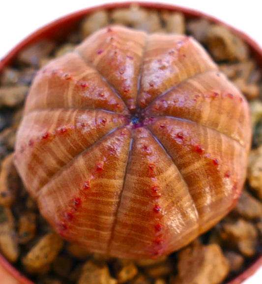 Euphorbia obesa rare succulent with rounded ribbed structure and reddish accents