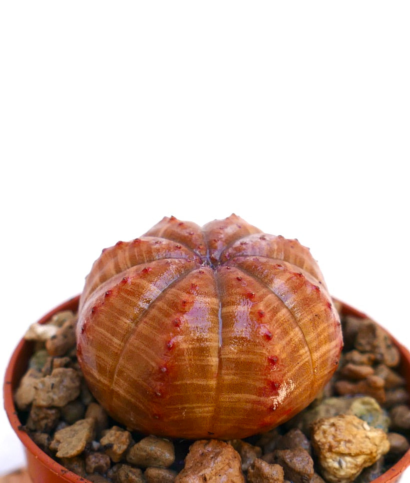 Euphorbia obesa succulent with round ribbed orange body and small red tubercles