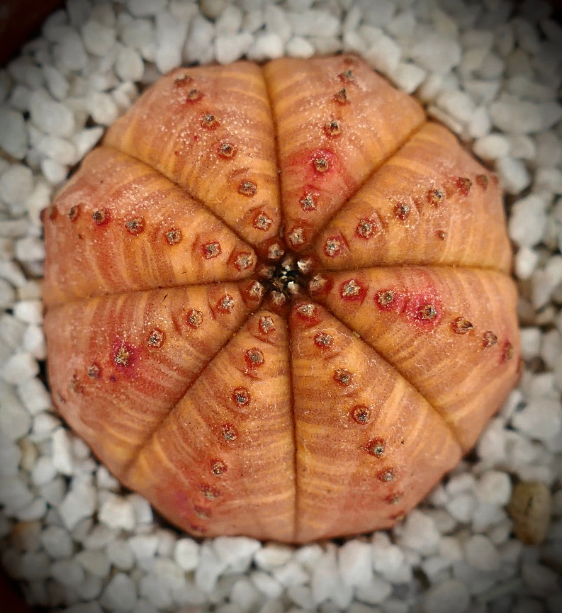 Euphorbia obesa ORANGE FORM 9A